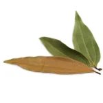 Bay leaf | കറുവയില | വഴന ഇല | बे पत्ती
