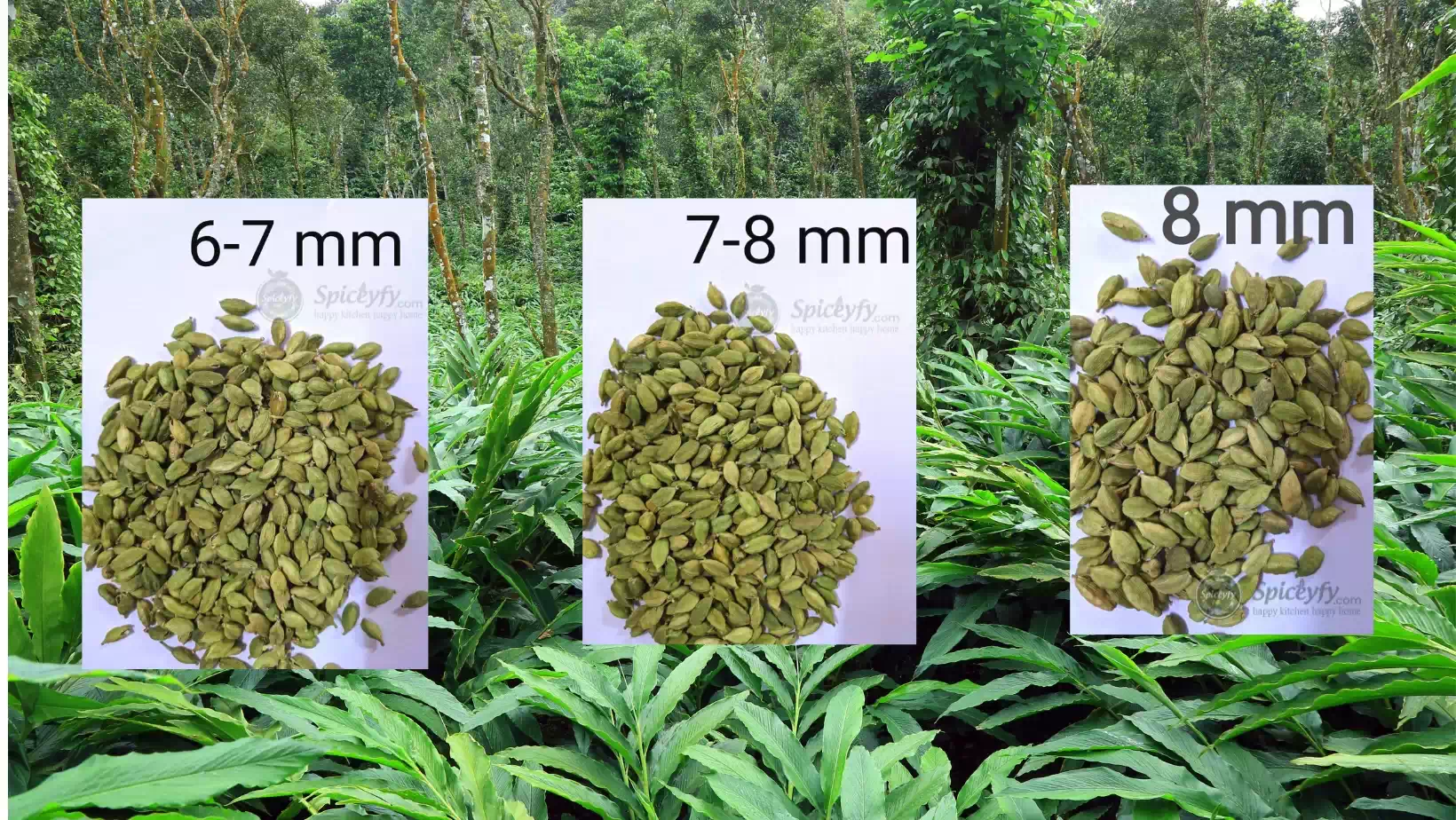 Cardamom SIze