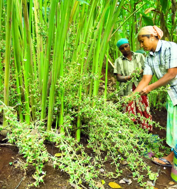 cardamom plant