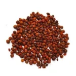 Cherupunnayari | Jyothishmathi | Celastrus Paniculatus