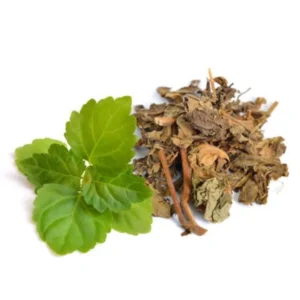 Pachila | Pogostemon Cablin | Patchouli Leaves