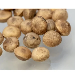 Thettaamparal Seed | Strychnos Potatorum | Clearing Nut |  Nirmali Seeds